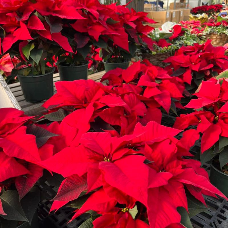 flower shop Shores Sisters