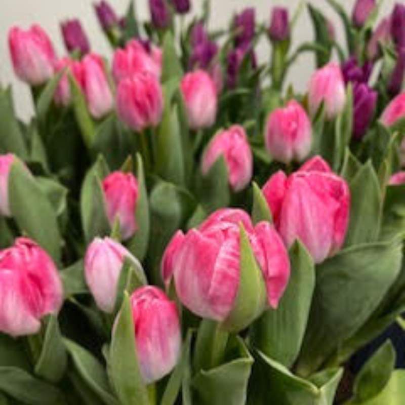 Easter Flowers Tulips