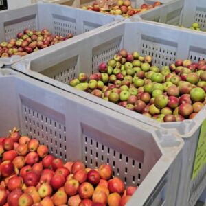 shores sisters apples by the bushel