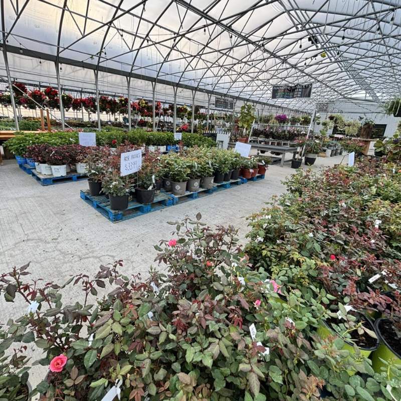 Greenhouses full