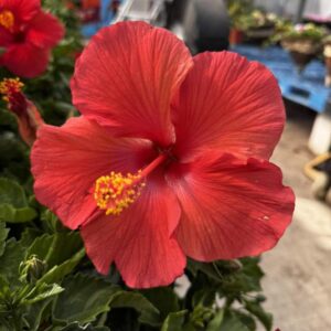 Hibiscus