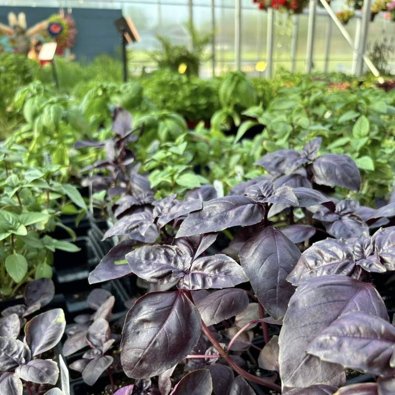 basil