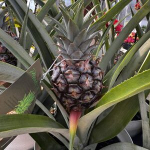 pineapple plants