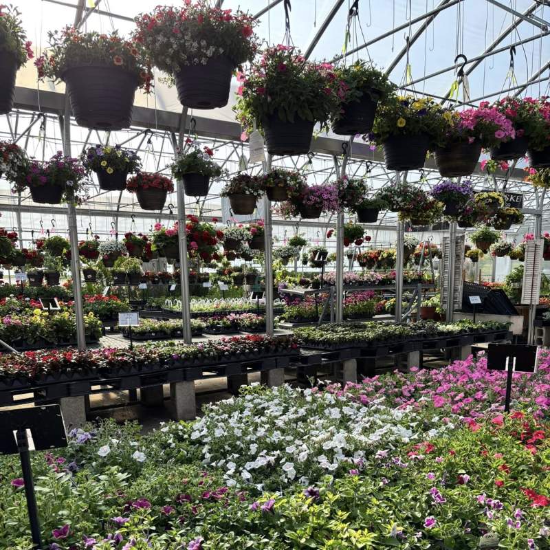 shores sisters greenhouse
