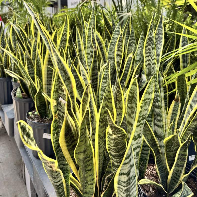 snake plants