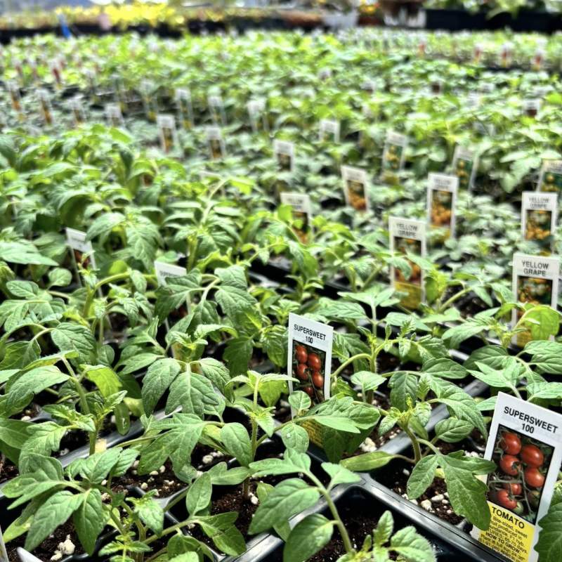 veggie plants