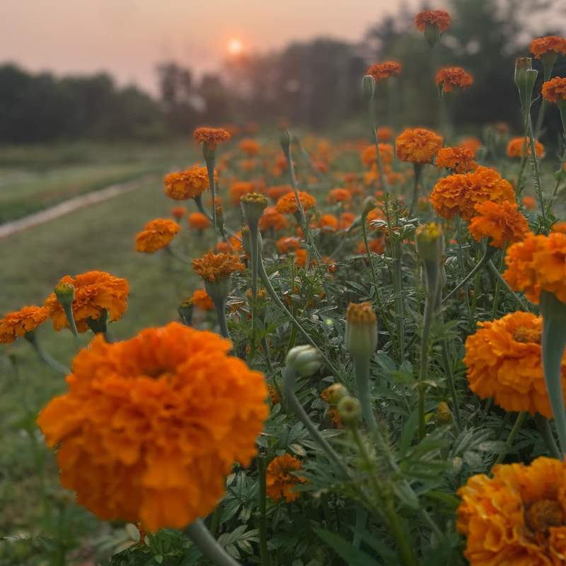 orange flowers