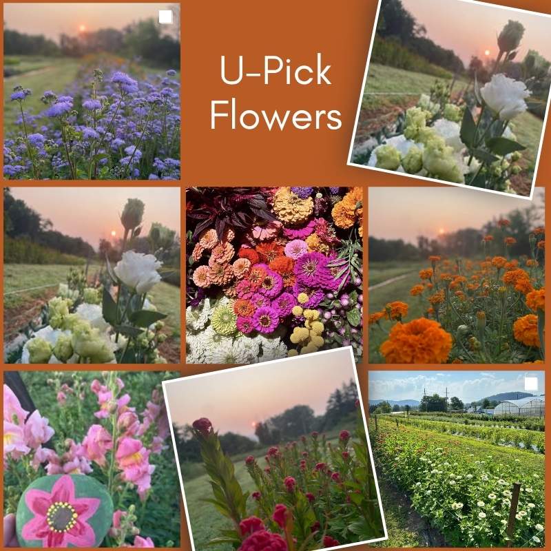 u pick flowers
