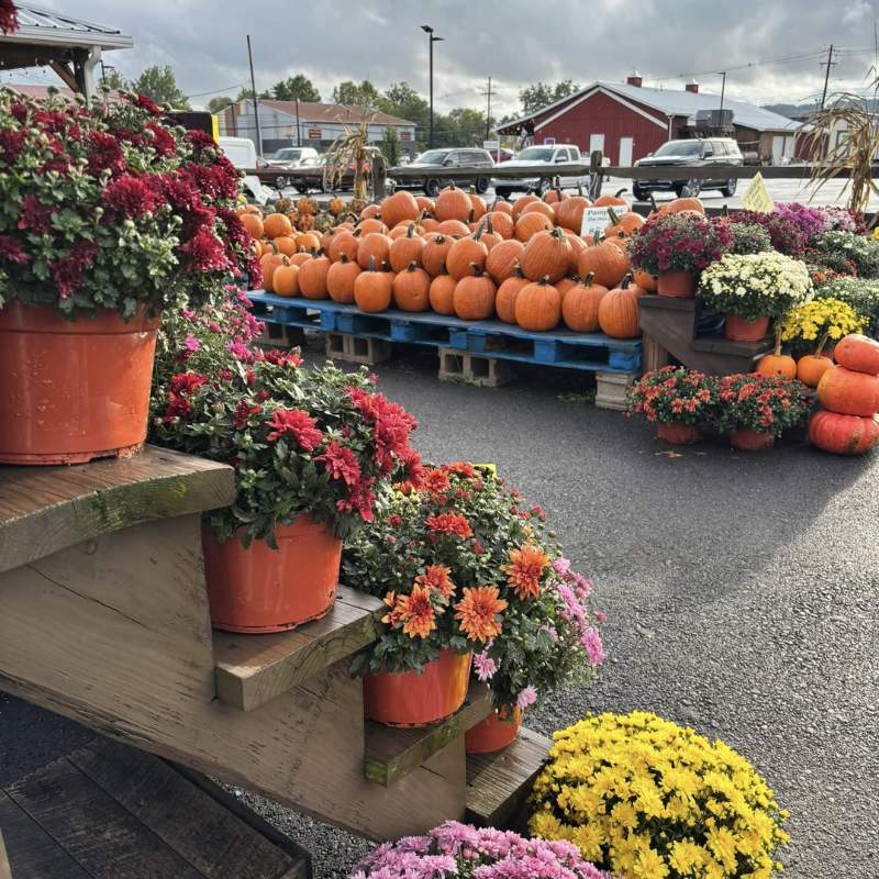 pumpkins mums