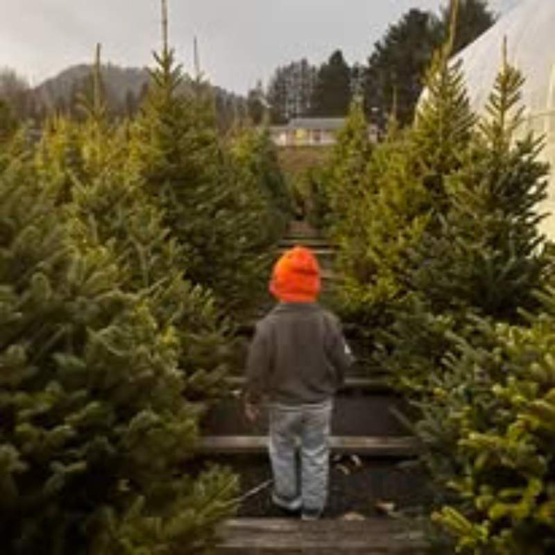 Shores Sisters Christmas Trees