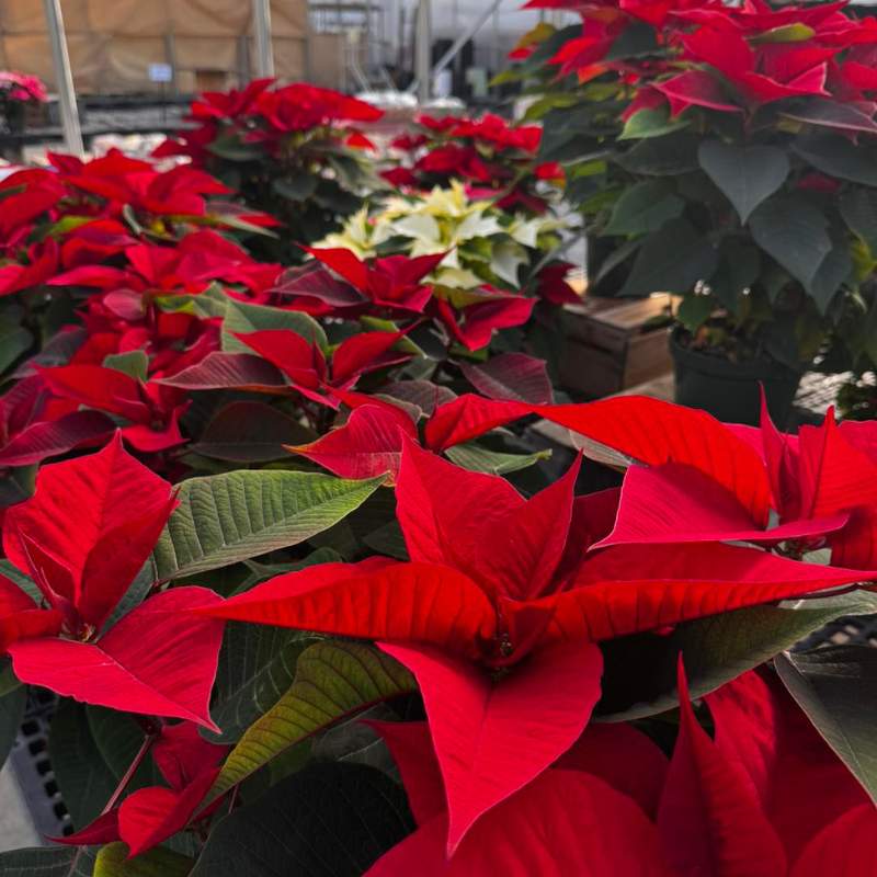 poinsettias