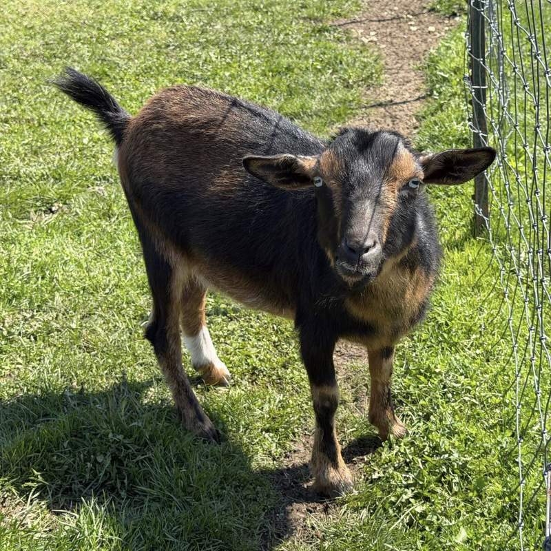shores sisters goat