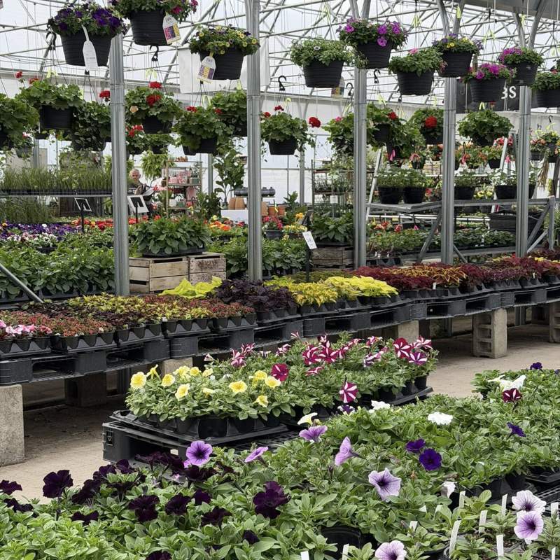 shores sisters greenhouse
