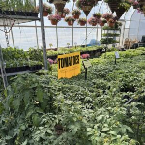 veggie plants