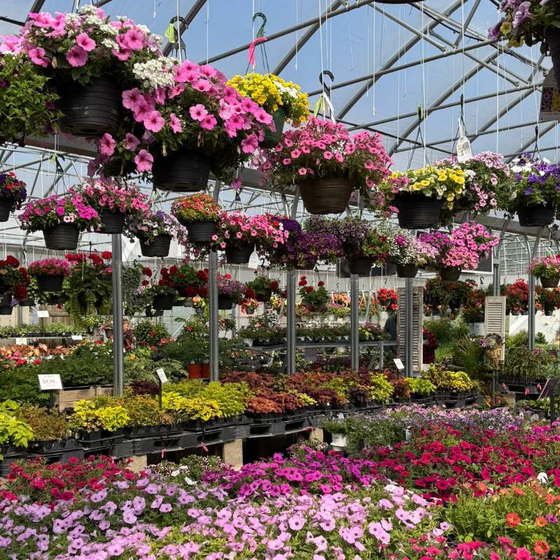 Greenhouse Greenhouse