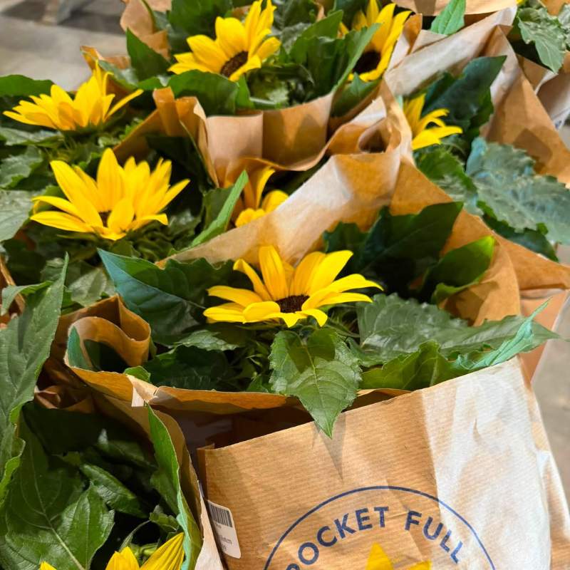 sunflowers