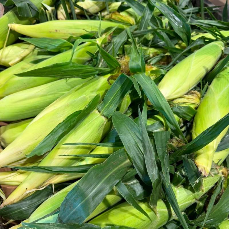 fresh sweet corn fresh sweet corn
