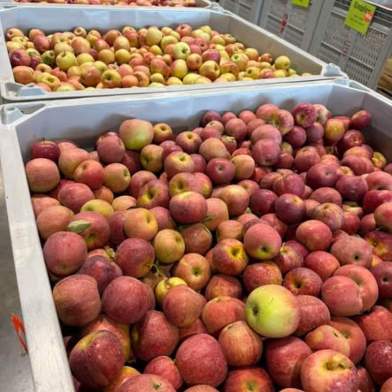 apples 12 varieties apples 12 varieties