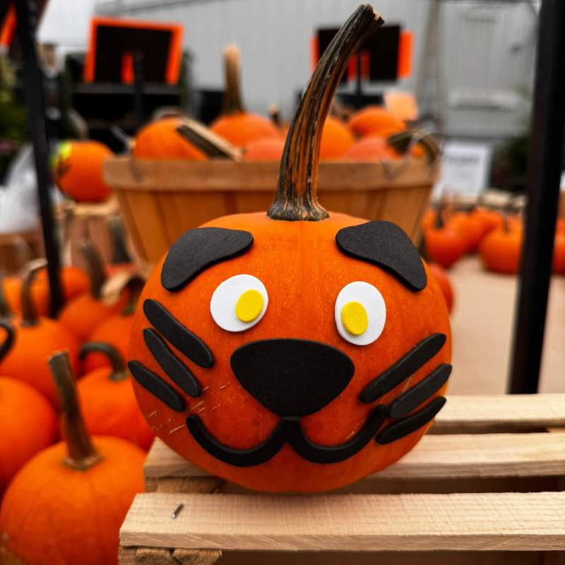 free pumpkin decorating every saturday free pumpkin decorating every saturday
